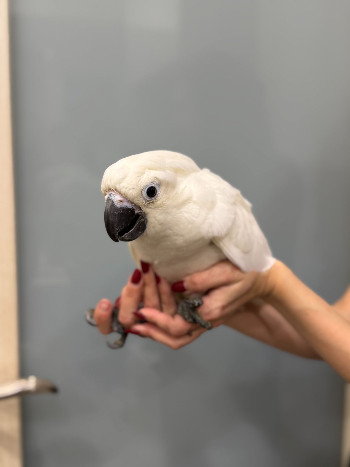 Какаду, какаду альба, какаду з кліткою