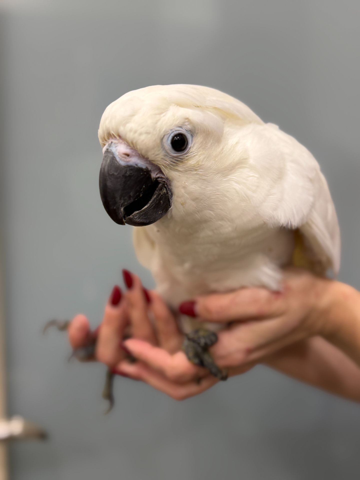 Какаду, какаду альба, какаду з кліткою