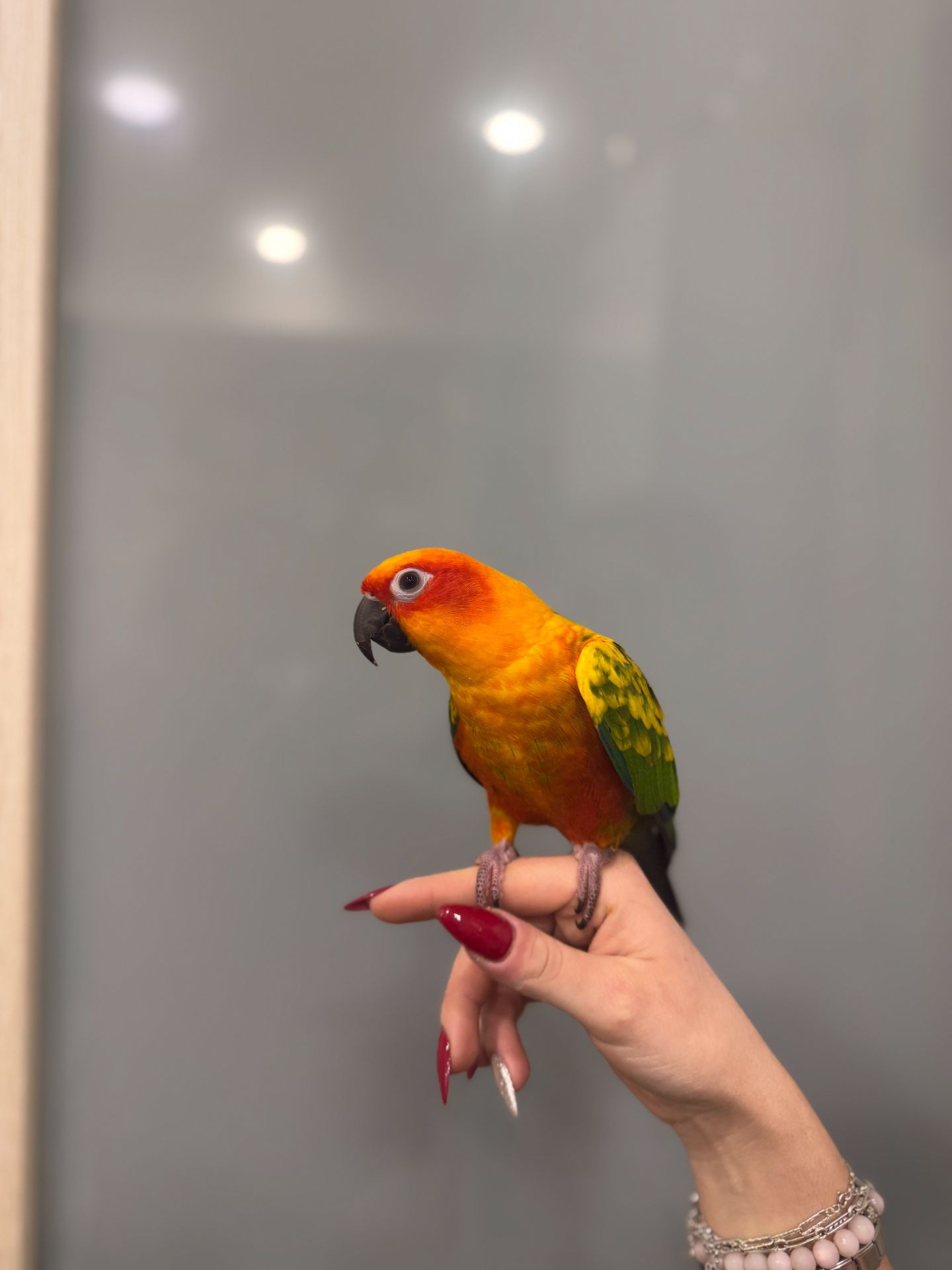 Сонячний аратинга, яскравий аратинга