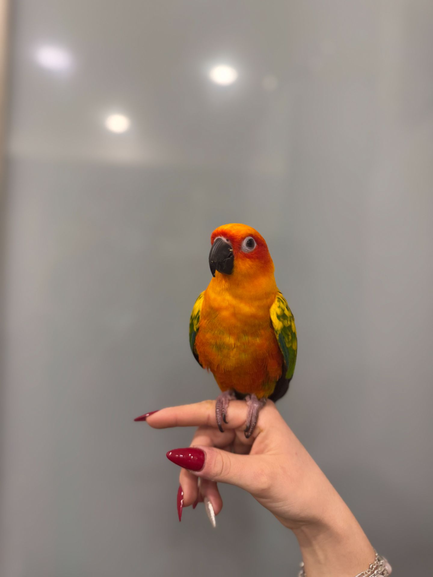 Сонячний аратинга, яскравий аратинга