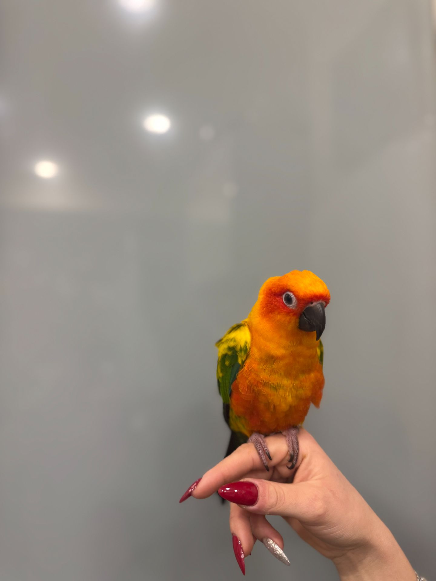 Сонячний аратинга, яскравий аратинга