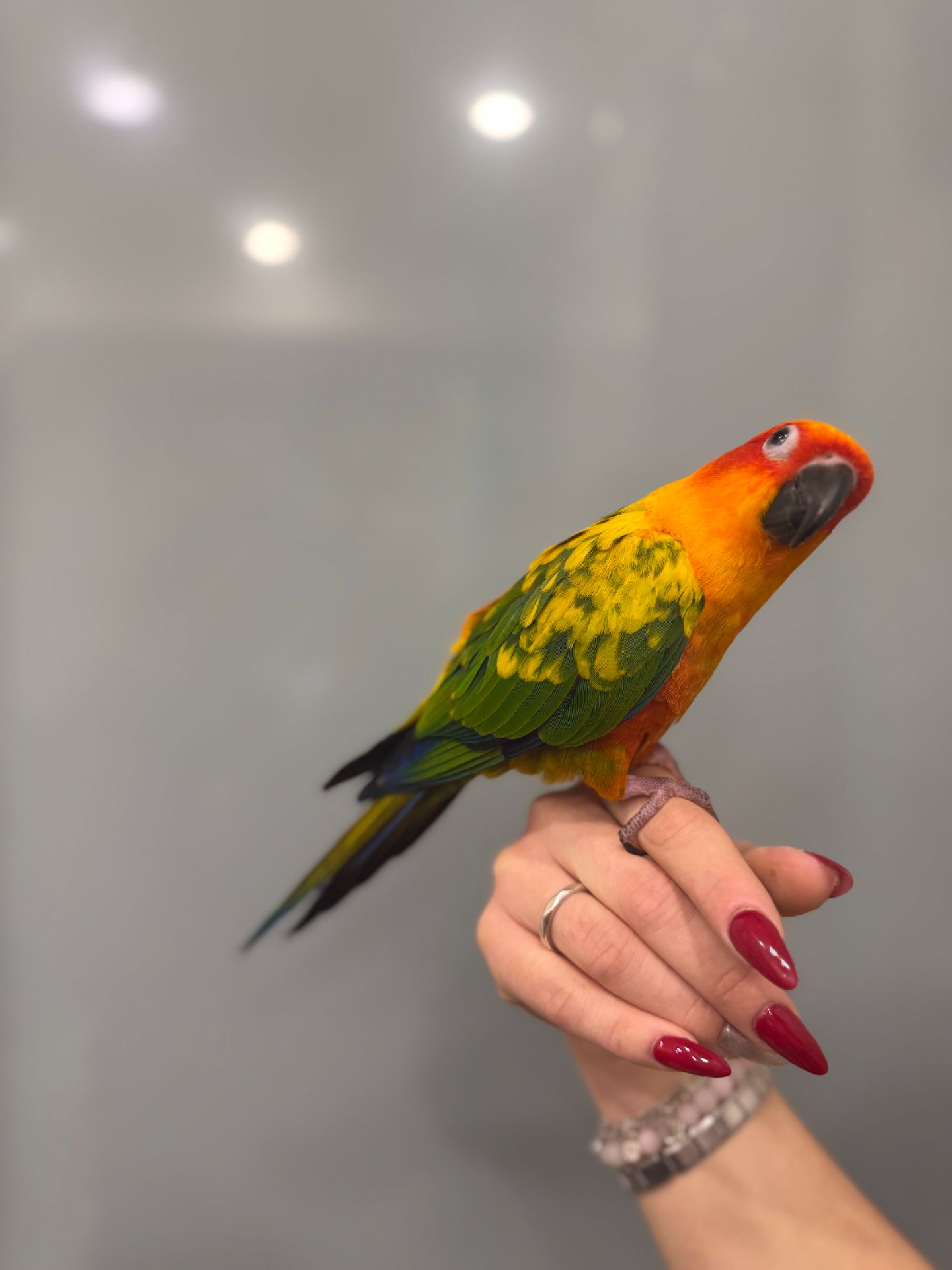 Сонячний аратинга, яскравий аратинга