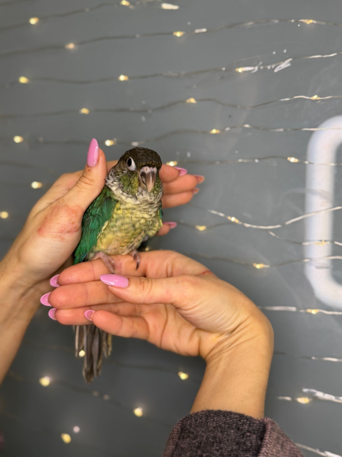 Папуга пірура, викормиші пірура з кліткою