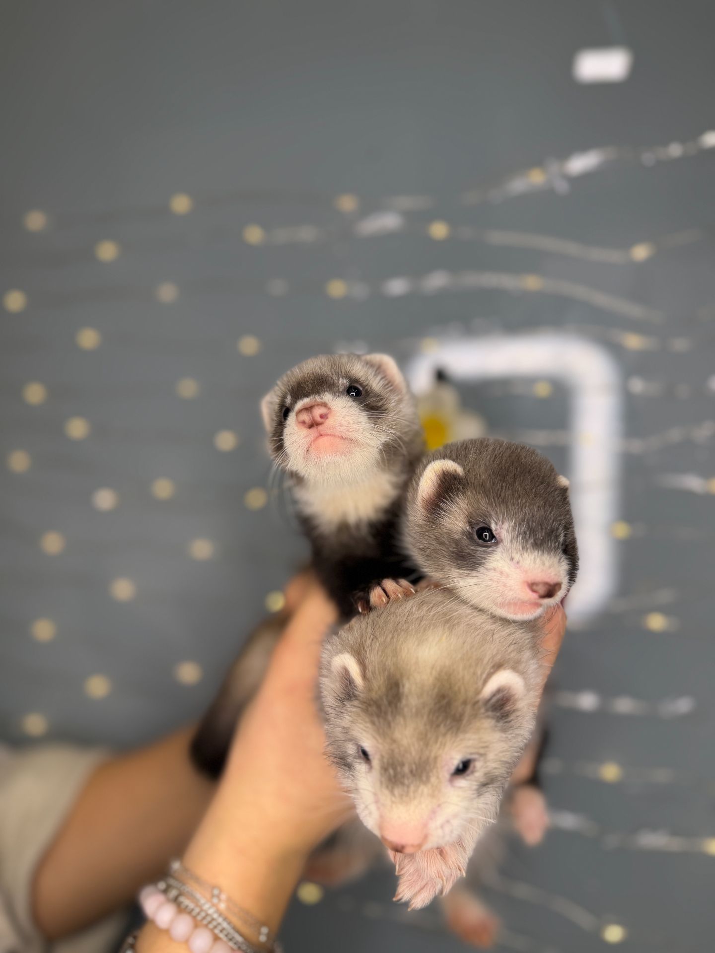 Домашні тхорики, ручні тхори