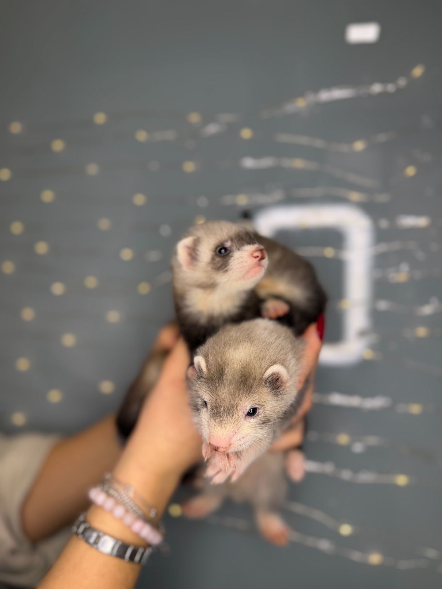 Домашні тхорики, ручні тхори