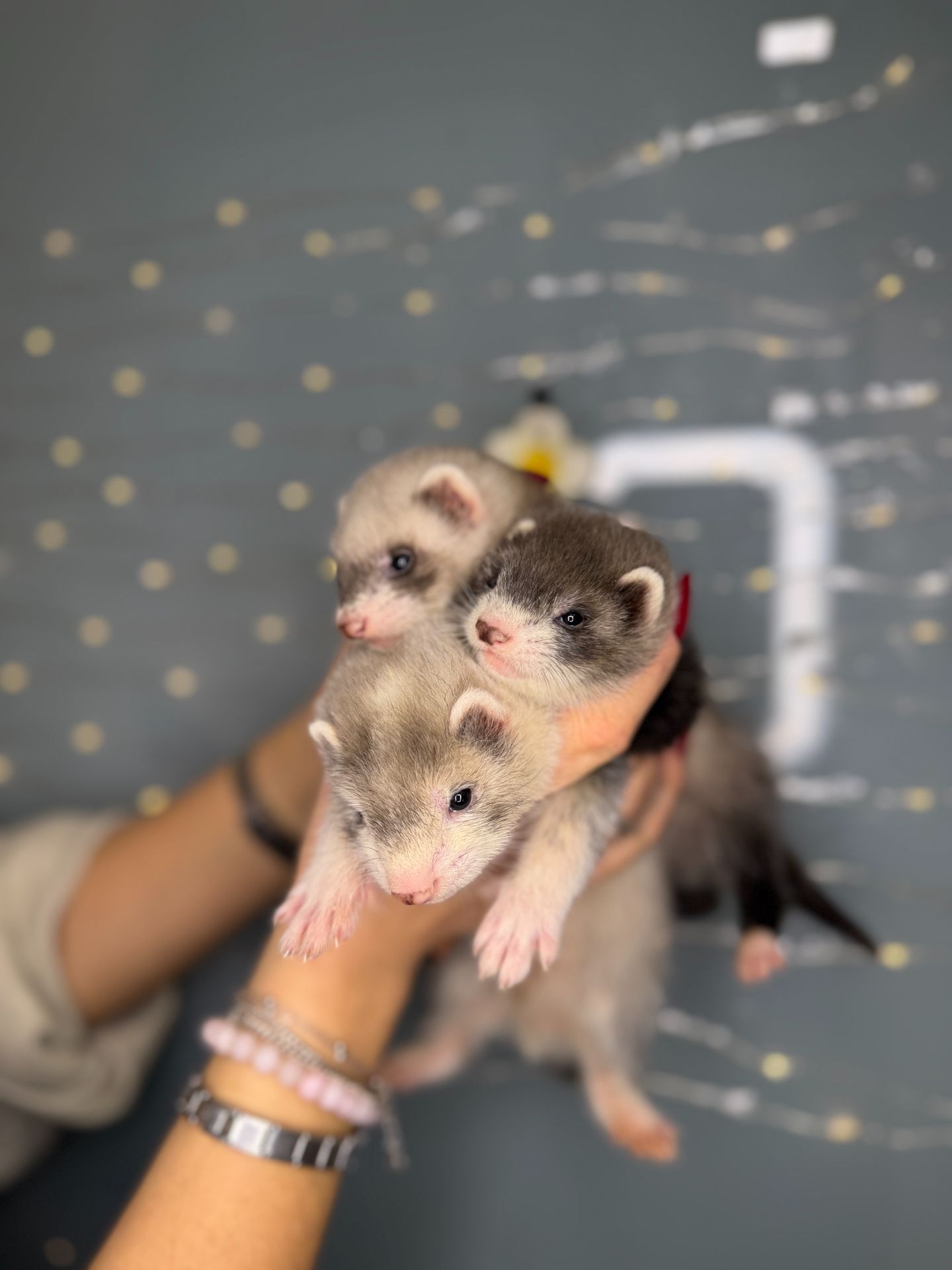 Домашні тхорики, ручні тхори