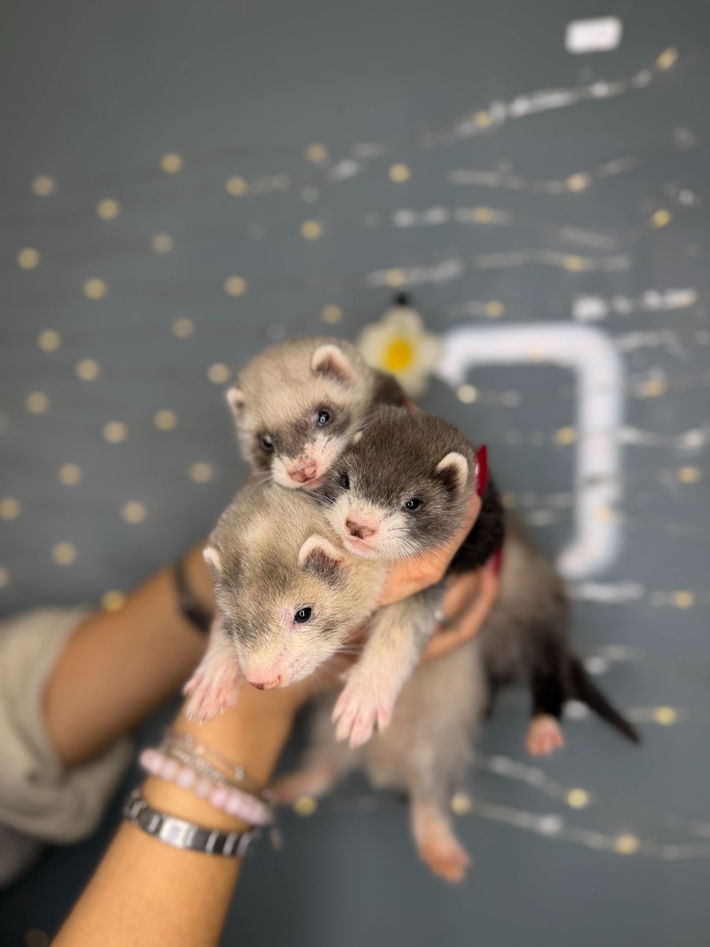 Домашні тхорики, ручні тхори