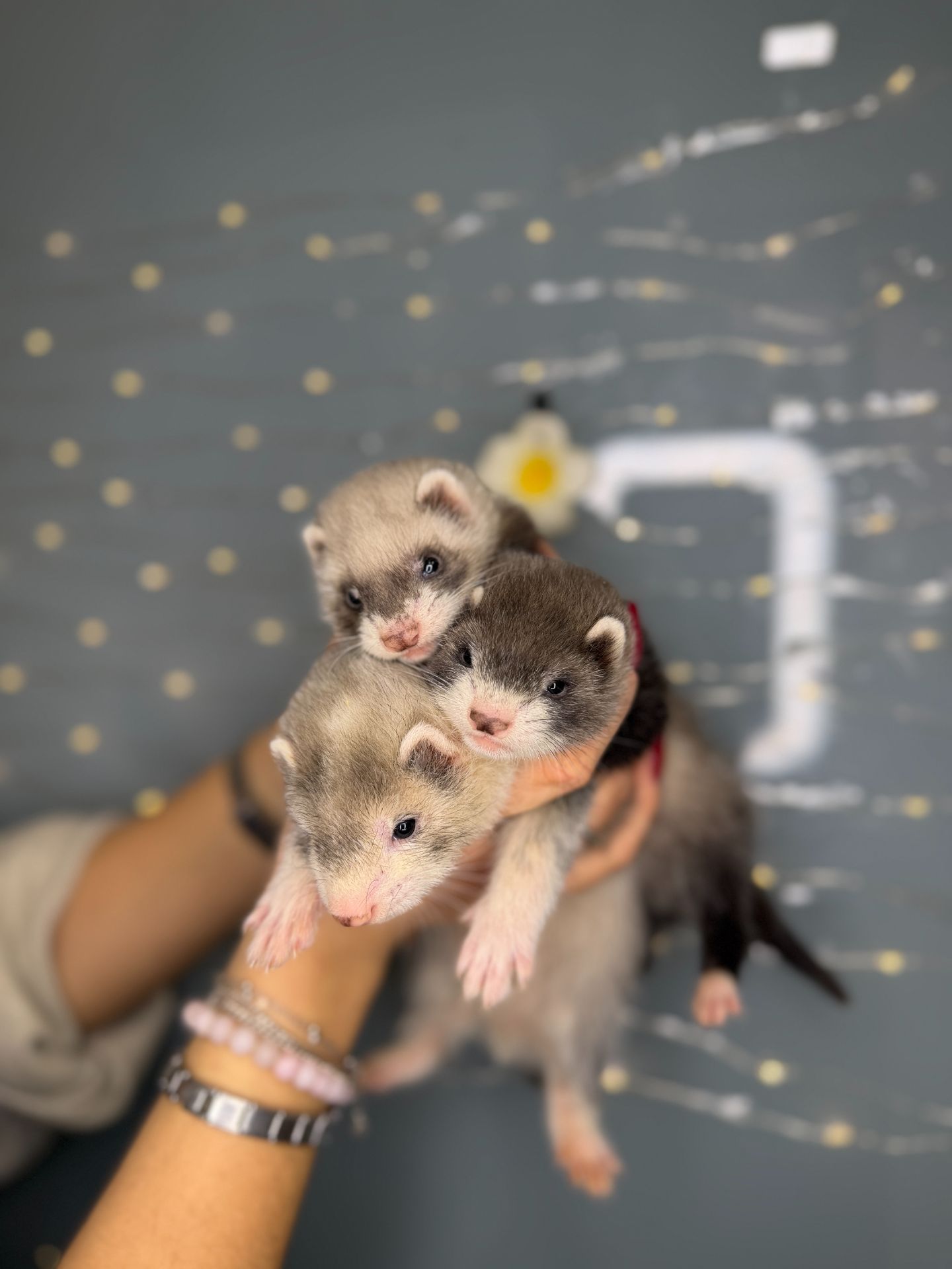 Домашні тхорики, ручні тхори