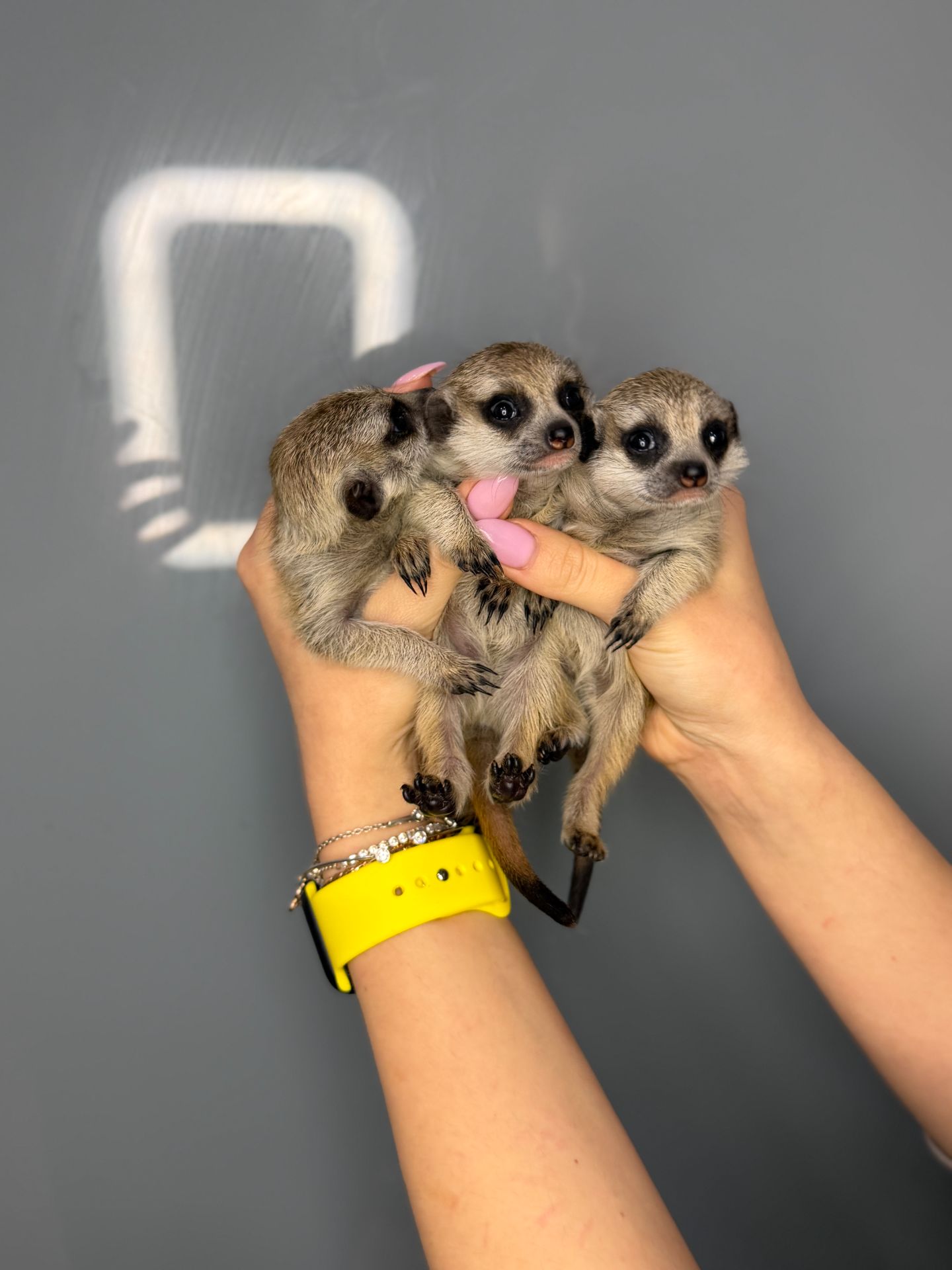 Сурикати, ручні сурикатики, сурикат та вольєр