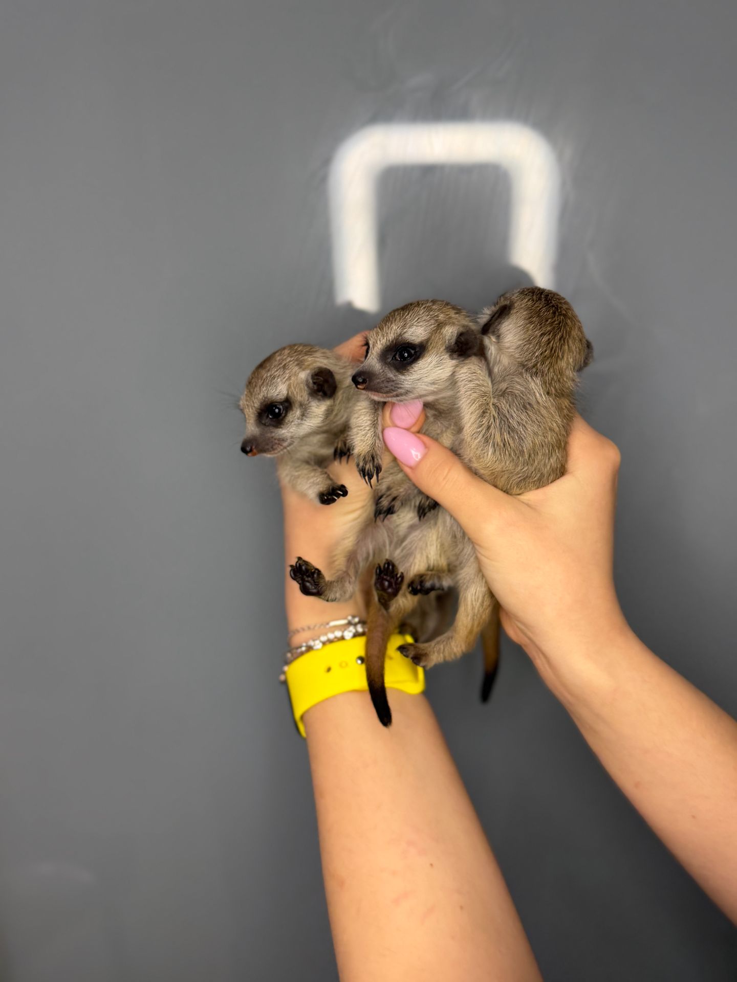 Сурикати, ручні сурикатики, сурикат та вольєр