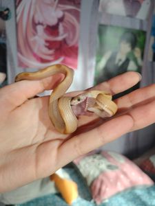 Маисовый полоз