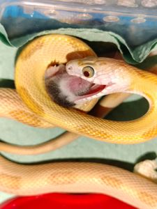 Маисовый полоз