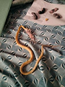 Маисовый полоз