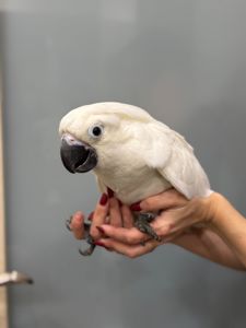 Какаду, какаду альба, какаду з кліткою