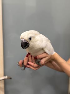 Какаду, какаду альба, какаду з кліткою