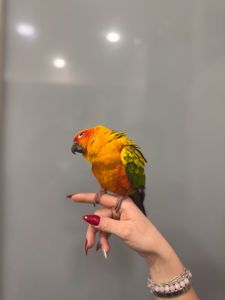 Сонячний аратинга, яскравий аратинга