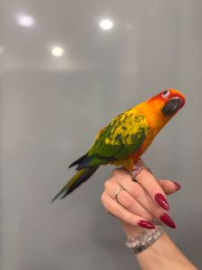 Сонячний аратинга, яскравий аратинга