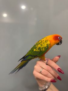 Сонячний аратинга, яскравий аратинга