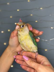 Папуга пірура, викормиші пірура з кліткою