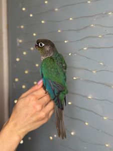 Папуга пірура, викормиші пірура з кліткою