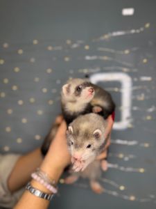 Домашні тхорики, ручні тхори