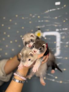 Домашні тхорики, ручні тхори