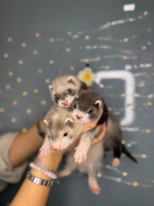 Домашні тхорики, ручні тхори