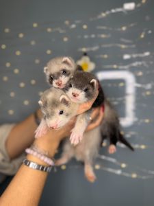 Домашні тхорики, ручні тхори