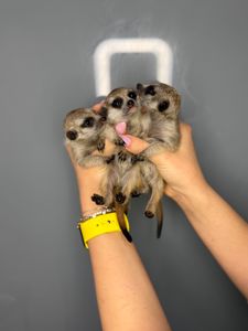 Сурикати, ручні сурикатики, сурикат та вольєр