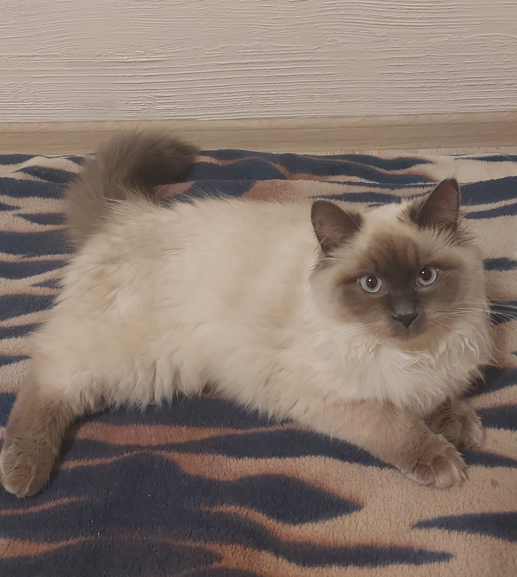 Котик и кошечка Невская