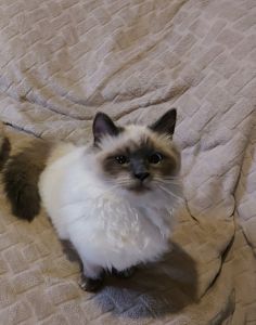 Котик и кошечка Невская