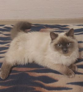 Котик и кошечка Невская