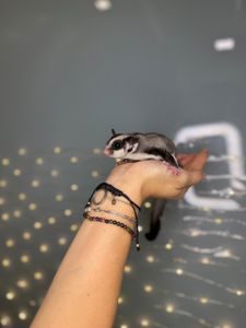 Цукрова білка, цукровий поссум