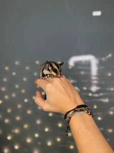 Цукрова білка, цукровий поссум