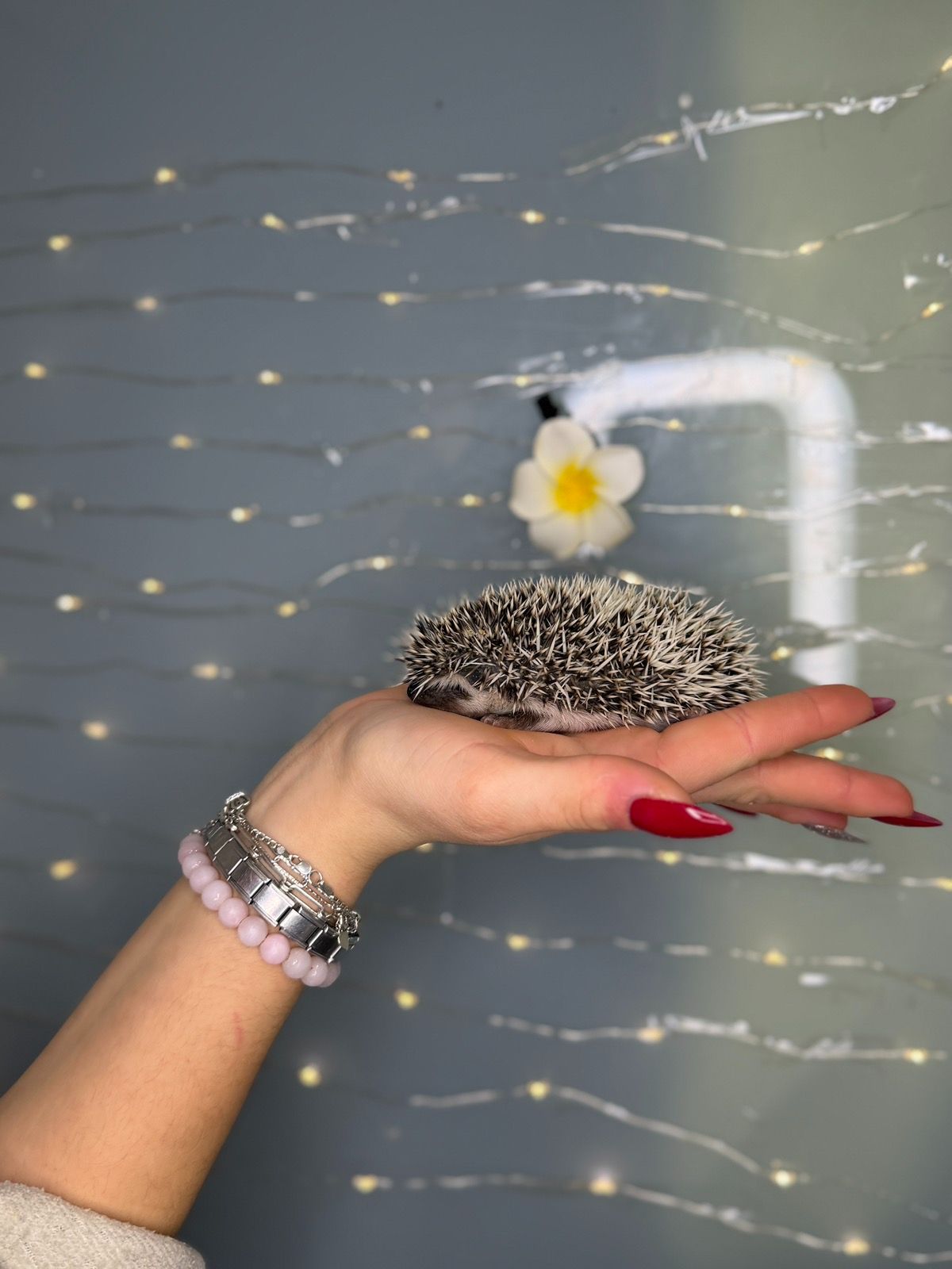 Міні їжак, африканський їжак