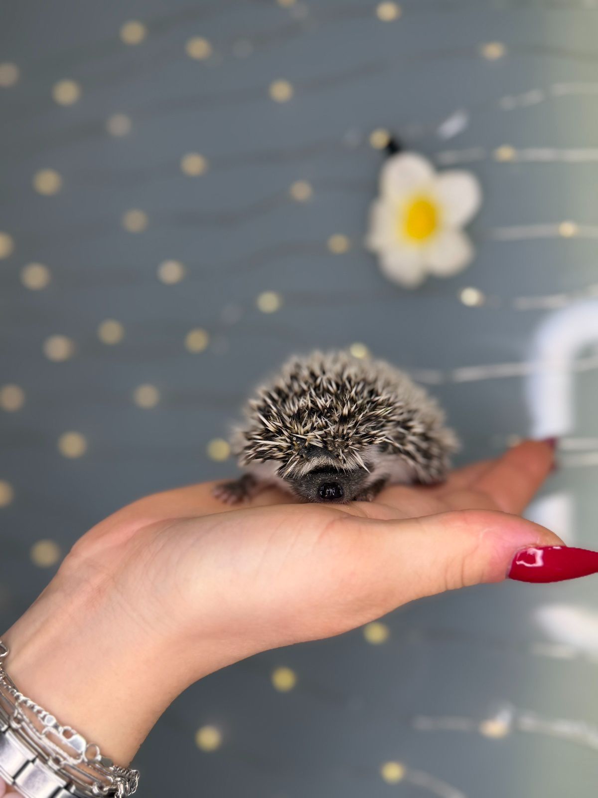 Міні їжак, африканський їжак