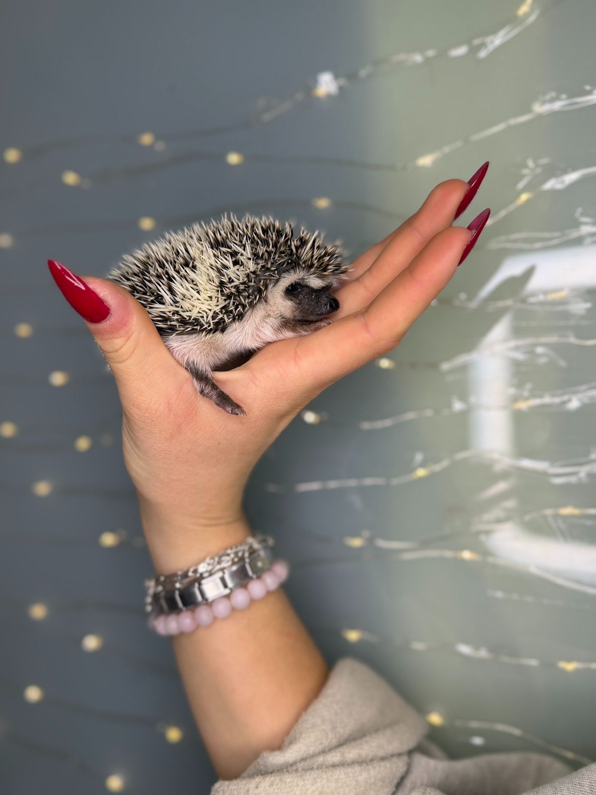 Міні їжак, африканський їжак