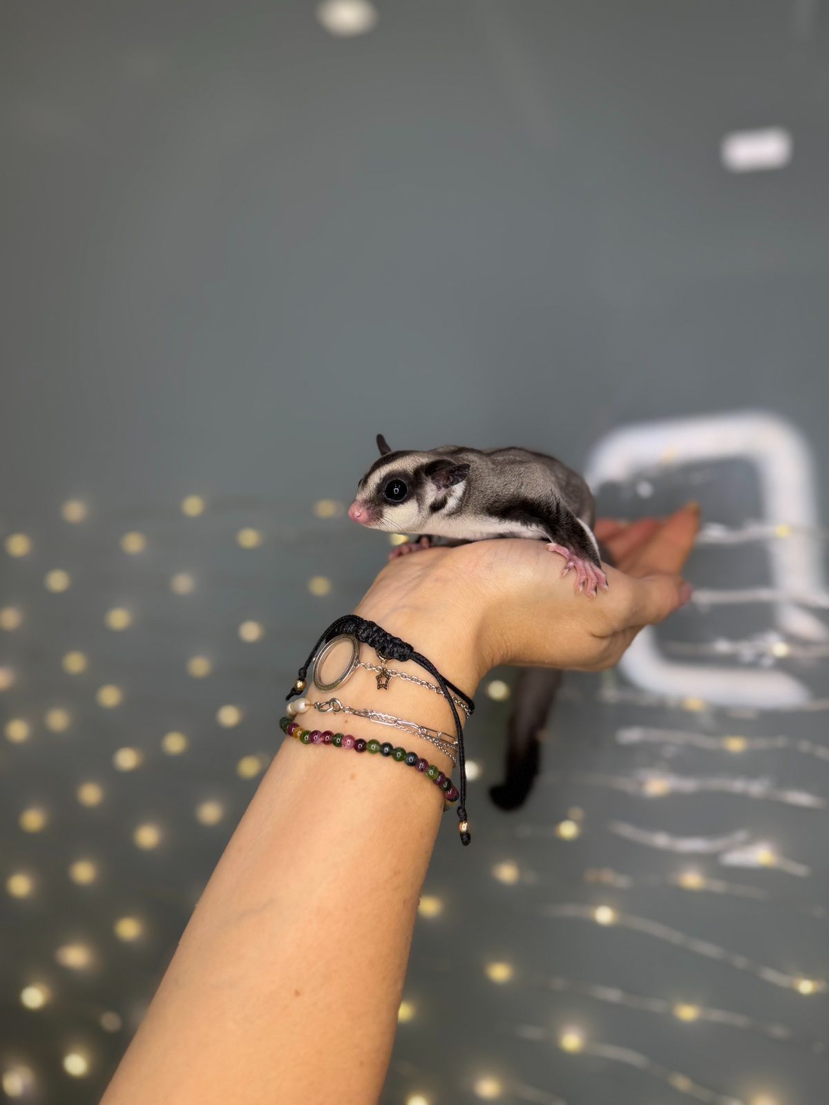 Цукрова білка, цукровий поссум