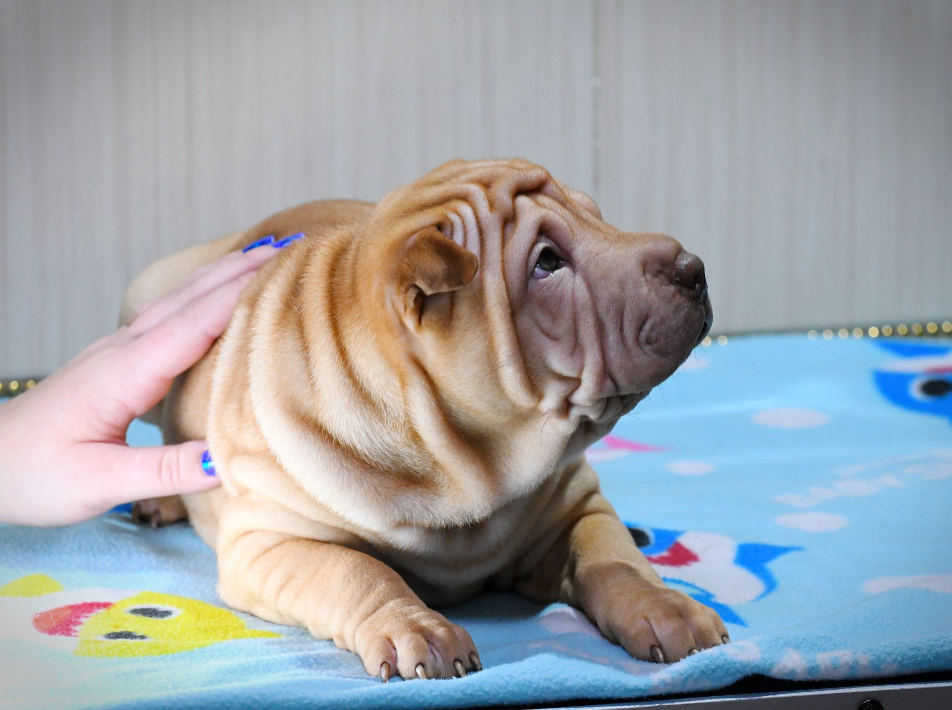 Цуцики породи Шарпей