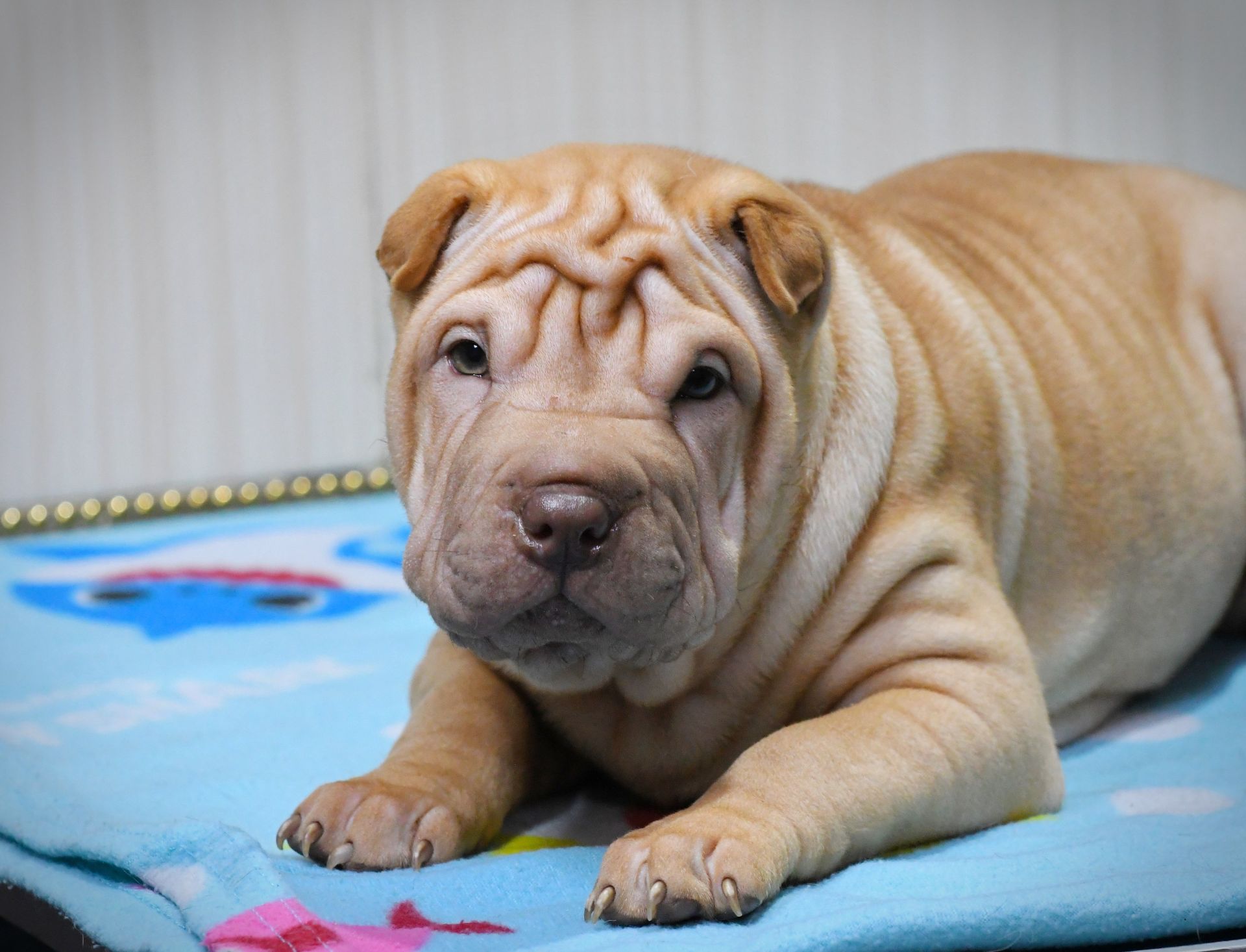 Цуцики породи Шарпей