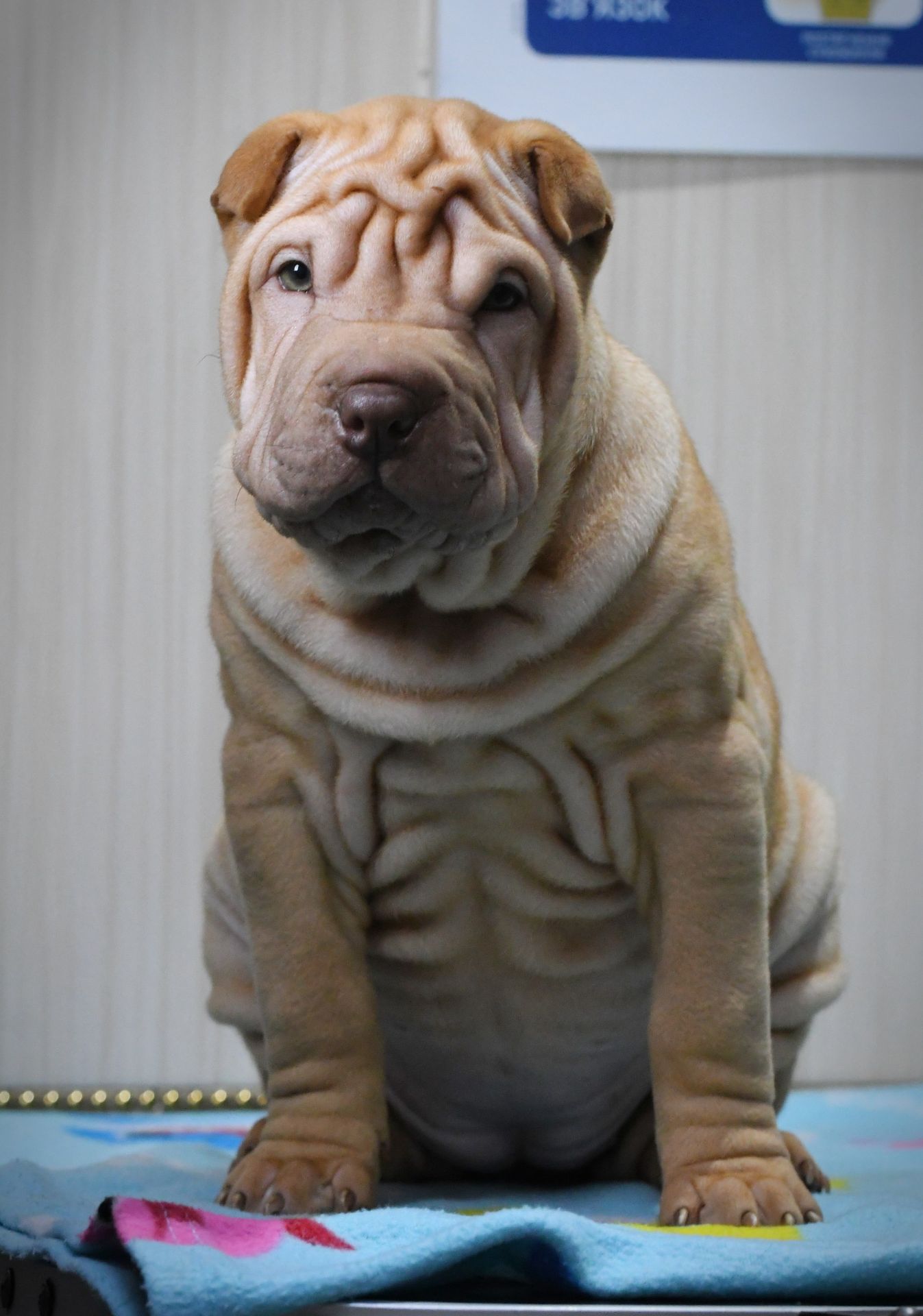 Цуцики породи Шарпей