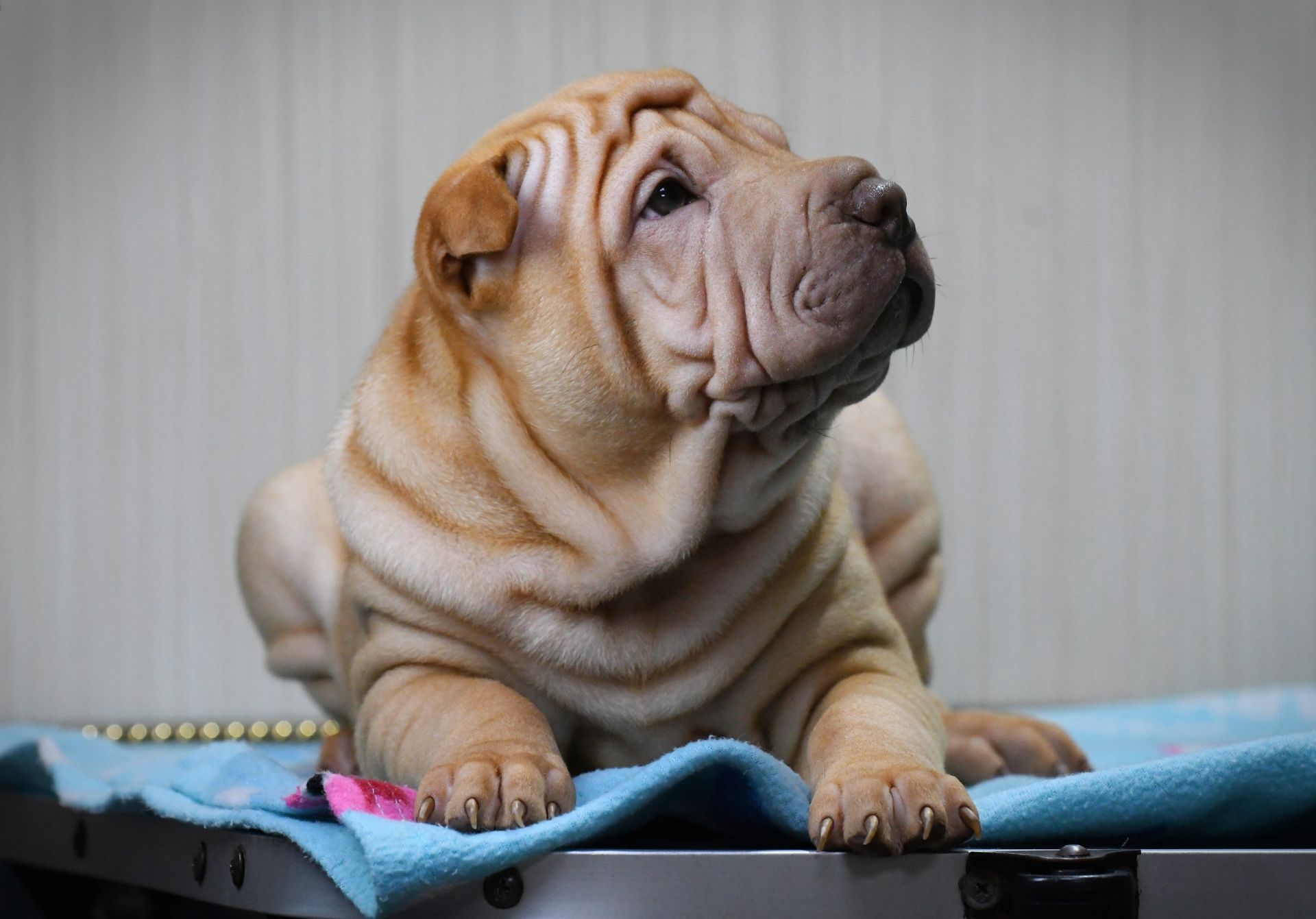 Цуцики породи Шарпей