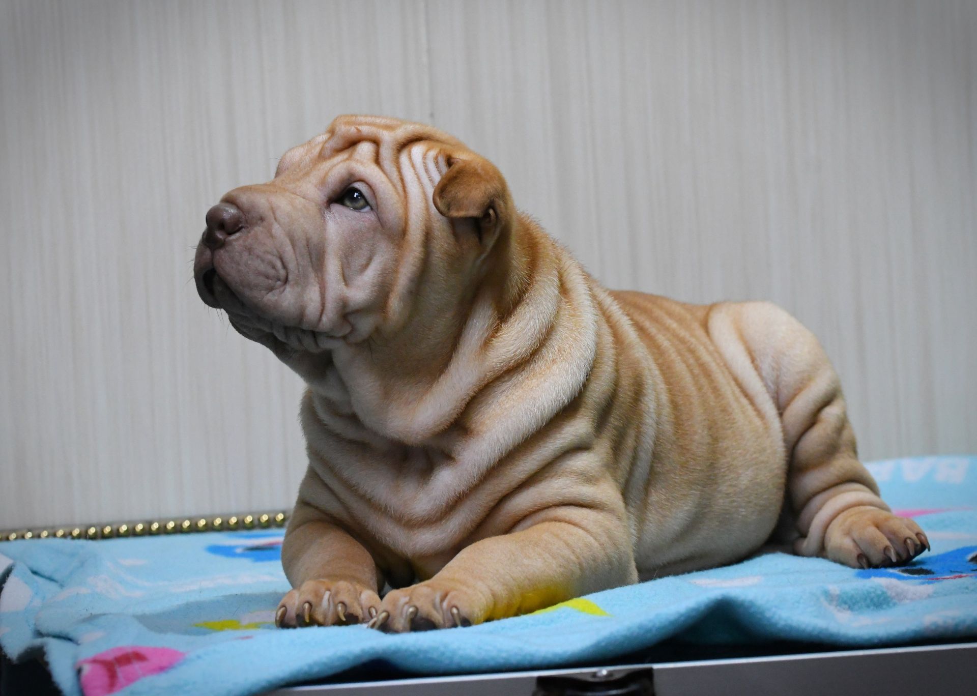 Цуцики породи Шарпей