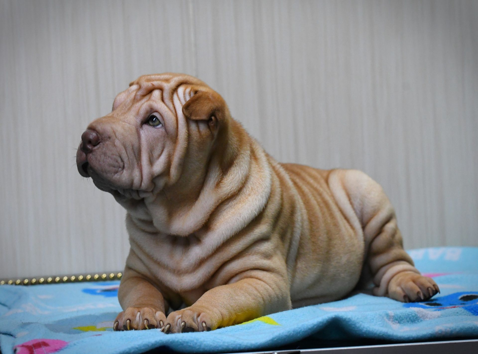 Цуцики породи Шарпей