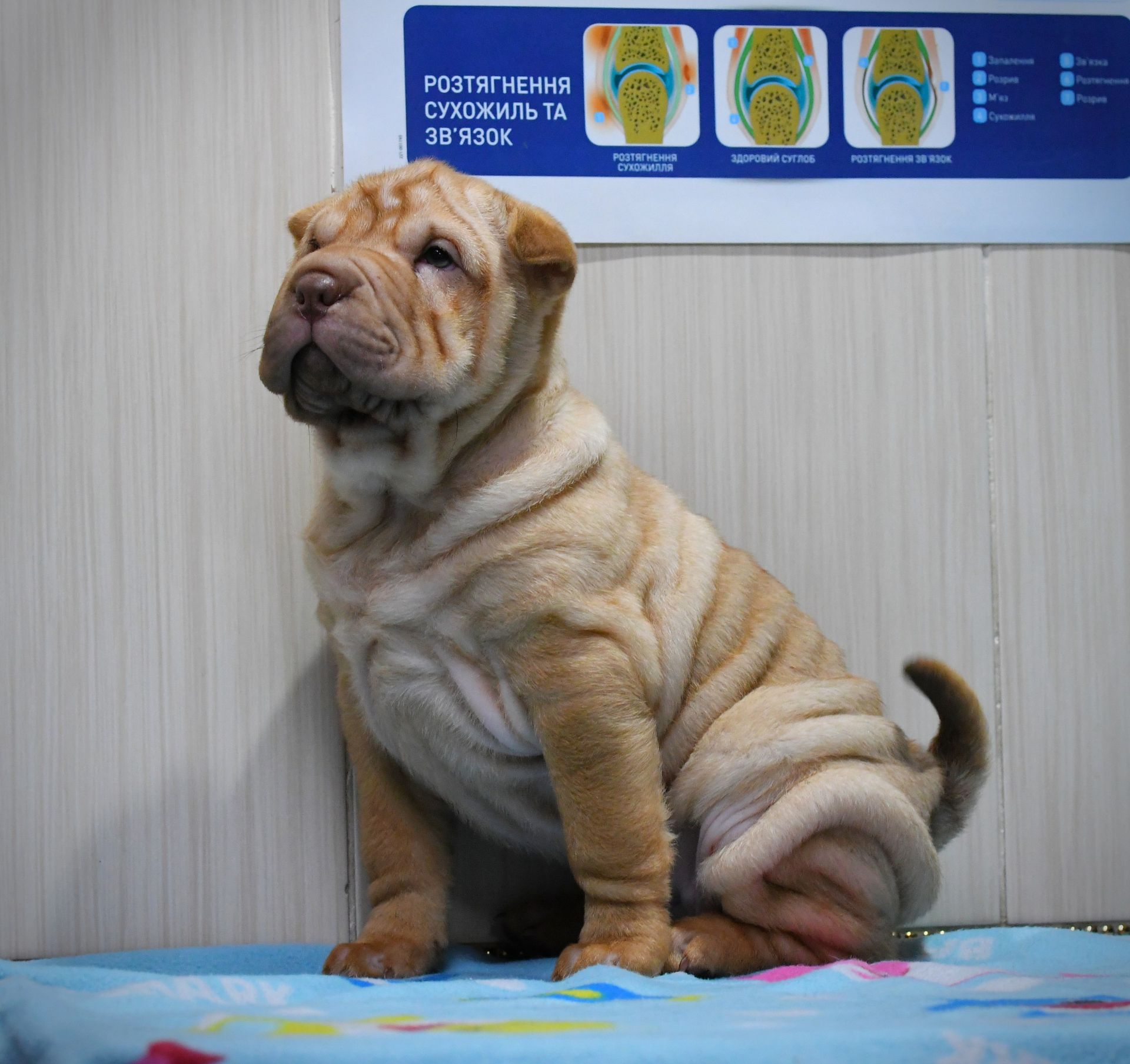 Цуценята породи Шарпей