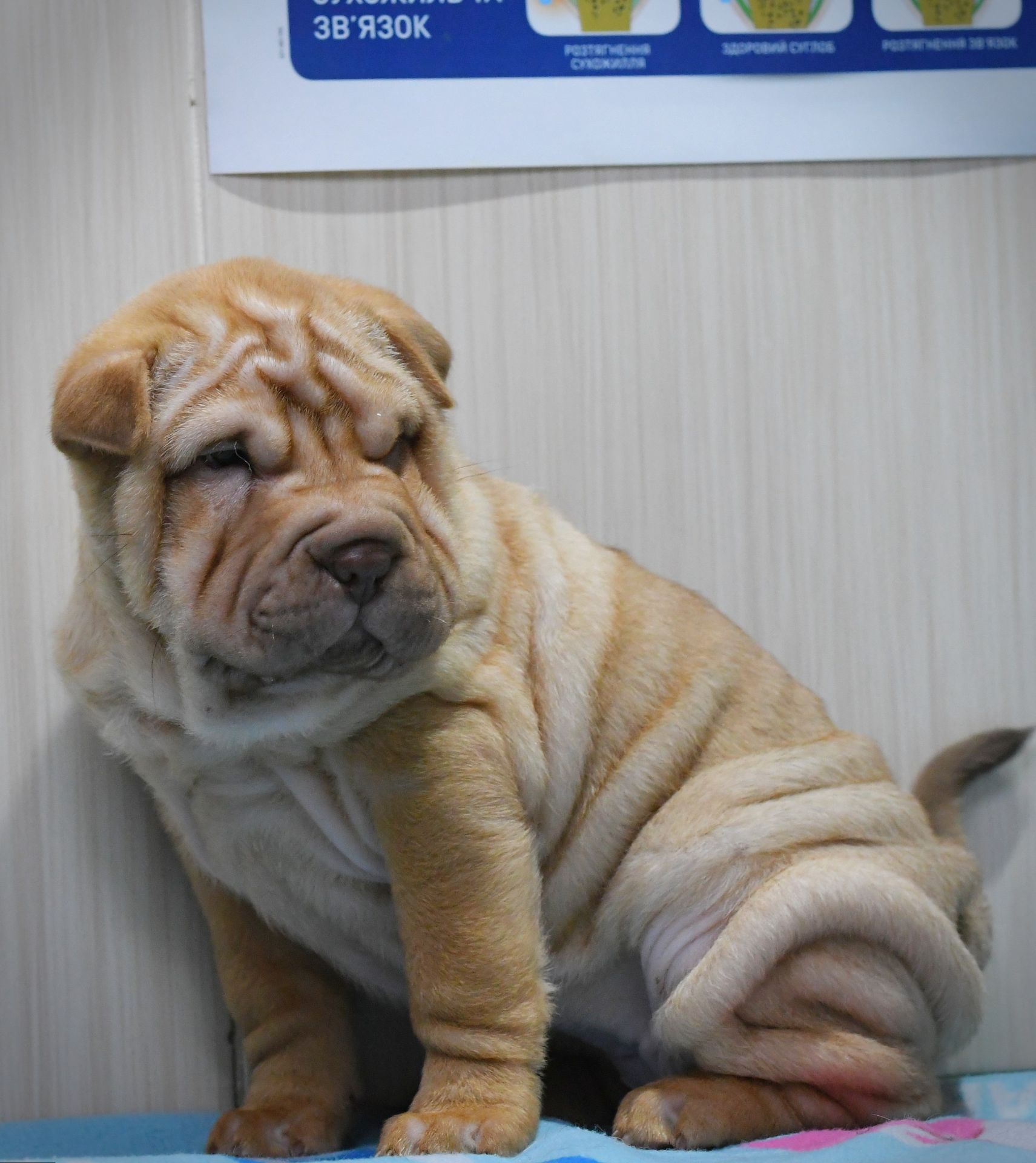 Цуценята породи Шарпей