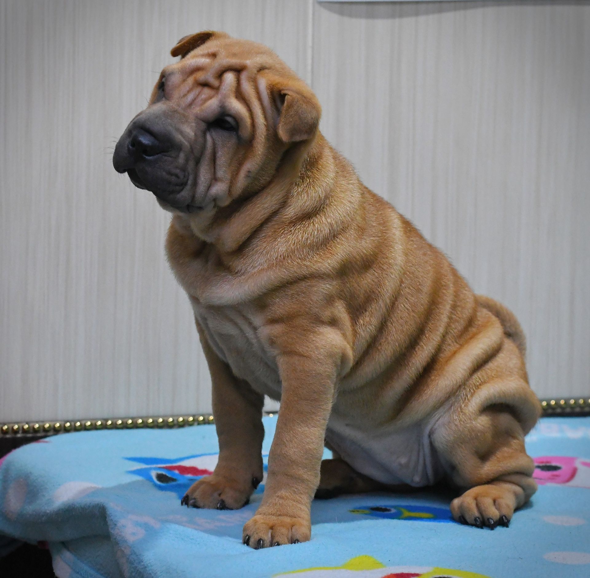 Цуцики породи Шарпей