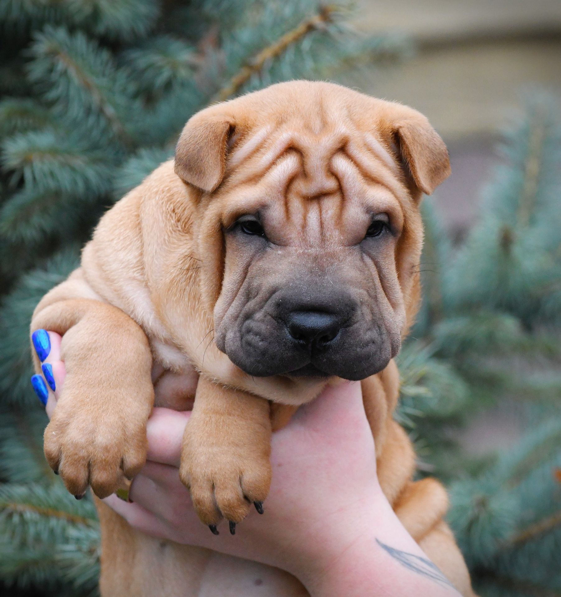 Цуцики породи Шарпей