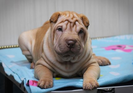 Цуцики породи Шарпей