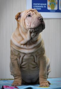 Цуцики породи Шарпей